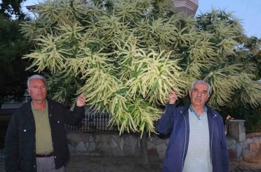 Burhaniye’de kestane ağaçları çiçek açtı 