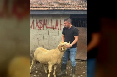Burhaniye’de kurbanlıklar satışa çıktı 