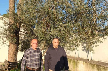 Burhaniye’de yağmurlar zeytincileri sevindirdi 