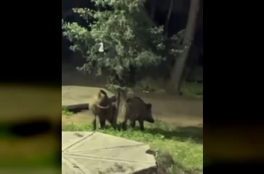 Bursa’da domuzlar piknik alanlarına indi 