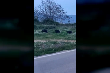 Bursa’da domuzlar şehir içinde görüntülendi 