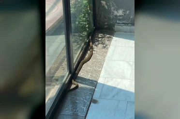 Bursa’da iş yerine giren yılan paniğe neden oldu 
