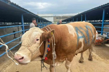 Bursa’da kurbanlık şampiyonu görücüye çıktı: Tam 1,2 ton 