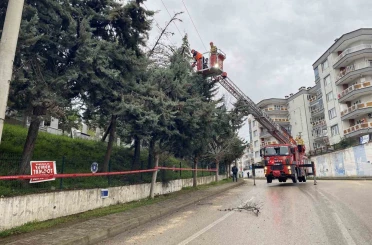 Bursa’da lodos ağacı devirdi, elektrik hatları zarar gördü 