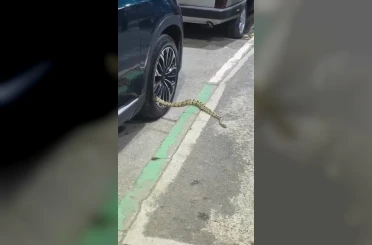 Bursa’da otomobilin jantından yılan çıktı 