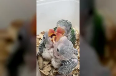 Bursa’da yasa dışı ticarete konu edilen 3 İskender papağanı yavrusu kurtarıldı 