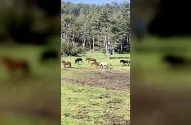 Bursa’da yılkı atlarının özgürlük gezisi 