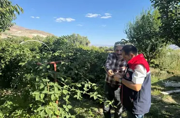 Büyük Çakırman köyündeki böğürtlen üretimi yerinde incelendi
