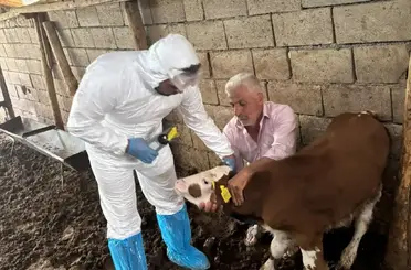 Büyükbaş hayvanlar şapa karşı aşılanıyor
