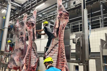 Büyükşehir mezbahasında 6 bin 29 kesim yapıldı 