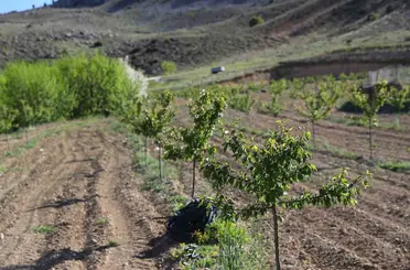 Büyükşehir’in enerji desteği ile Antalya tarımı kazanıyor
