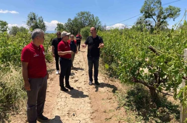Çal’da dolu yağışı ürünlere zarar verdi 