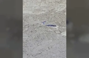 Çamura saplanan karaca için ekipler seferber oldu 