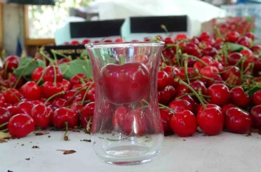 Çanakkale’de çay bardağına sığmayan Lapseki kirazında hasat başladı 