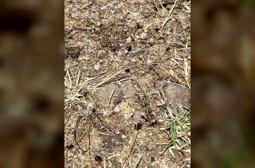 Çanakkale’de çekirge ile mücadele başlatıldı 