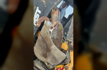Çanakkale’de sahile ölü caretta caretta vurdu 