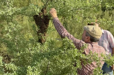 Çanakkale’de yavru arı bolluğu arı üreticilerinin yüzünü güldürdü 