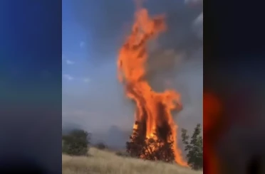 Çankırı’da örtü yangını ağaçlık alana sıçradı 