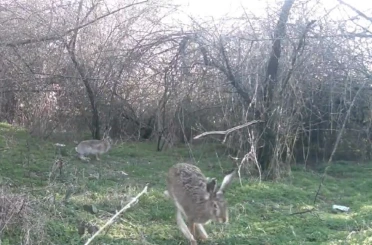 Çankırı’da yaban hayatı kamerada 