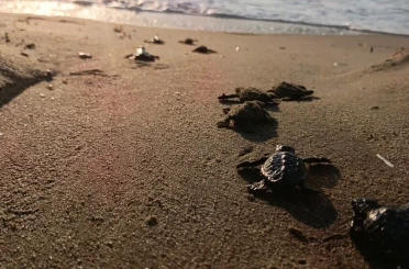 Caretta carettalar denizle buluştu 