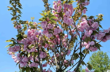 Çark Deresi kıyısında sakura güzelliği 