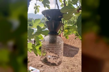 Çarşamba’da kahverengi kokarca mücadelesi sürüyor 