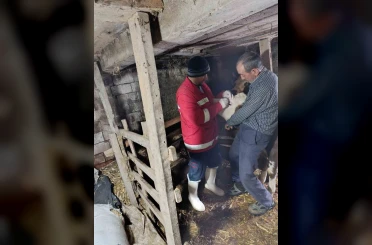 Çarşamba’da şap aşılamaları sürüyor 