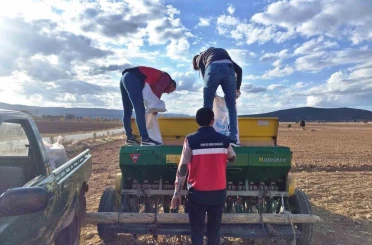 Çavdarhisar’da buğday ve tritikale tohumlarının ekimi yapıldı 