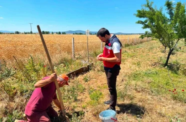 Çavdarhisar’da salep hasadı başladı 