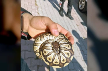 Cebinden yavru piton yılanı çıktı