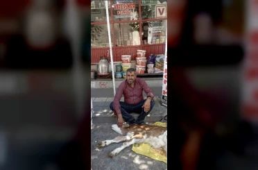 Çermik’te kamyonetten düşen buzağı bulunup sahibine teslim edildi 