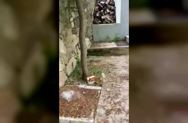 Ceviz bulamayınca kabı protesto etti: Sincap ile vatandaşın diyaloğu gülümsetti 