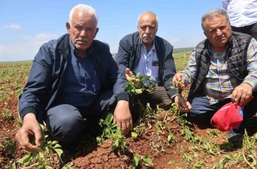 Ceviz büyüklüğündeki dolu yağışı tarım arazilerine zarar verdi 