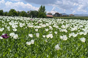 Çiçek açan haşhaş tarlaları adeta doğal fotoğraf stüdyosuna döndü 