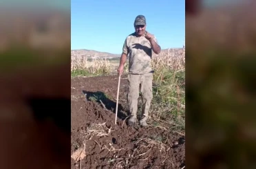 Çiftçiden bahçesini talan eden domuza tebessüm ettiren tepki: "Benden uzak durmadığın müddetçe kalemini kıracağım" 