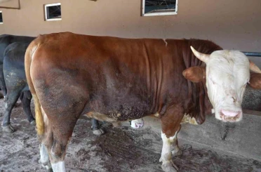 Çiftliğin gözdesi 1 ton 300 kiloluk tosun oldu 