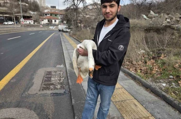 Çiftlikten kaçıp yola atlayan kaz sürücülere zor anlar yaşattı 