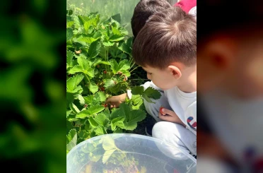 Çıldır Anaokulu öğrencileri çilek hasadında buluştu 