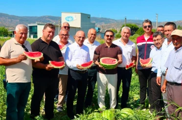 Cincin karpuzunda ilk hasat heyecanı yaşandı 