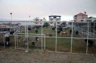 Çine’de alevlerin ulaştığı mahallede hayvanlar halı sahada korumaya alındı 