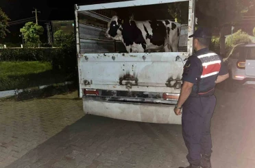 Çine’deki 365 bin liralık hayvan dolandırıcılığı jandarmaya takıldı 
