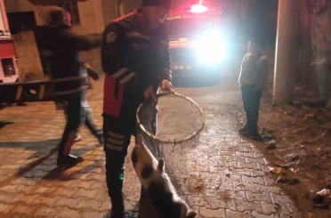 Cizre’de ayağı demir korkuluklara sıkışan kedi için itfaiye seferber oldu 