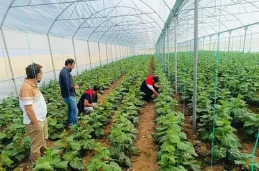 Cizre’de çiftçilere sera denetimi ve eğitimi
