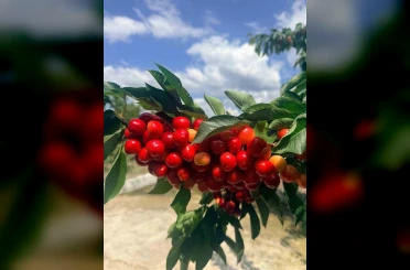 Coğrafi işaretli Honaz Kirazında hasat başladı 