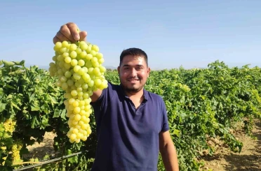 Coğrafi işaretli İsabey çekirdeksiz üzümünde hasat başladı 