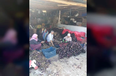 Coğrafi işaretli Kapıdağ mor soğanında hasat tamamlandı 