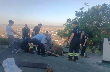 Çöken çatıda mahsur kalan ineği itfaiye kurtardı 