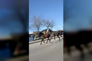 Çorum’da başıboş atlar trafiği tehlikeye attı: O anlar kamerada 