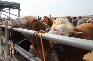 Çorum’da hayvan pazarında Kurban Bayramı haraketliliği başladı 