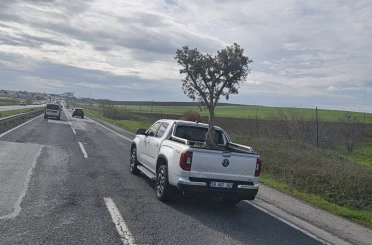 D100’de şaşırtan görüntü: Pikapta zeytin ağacı taşıdılar 